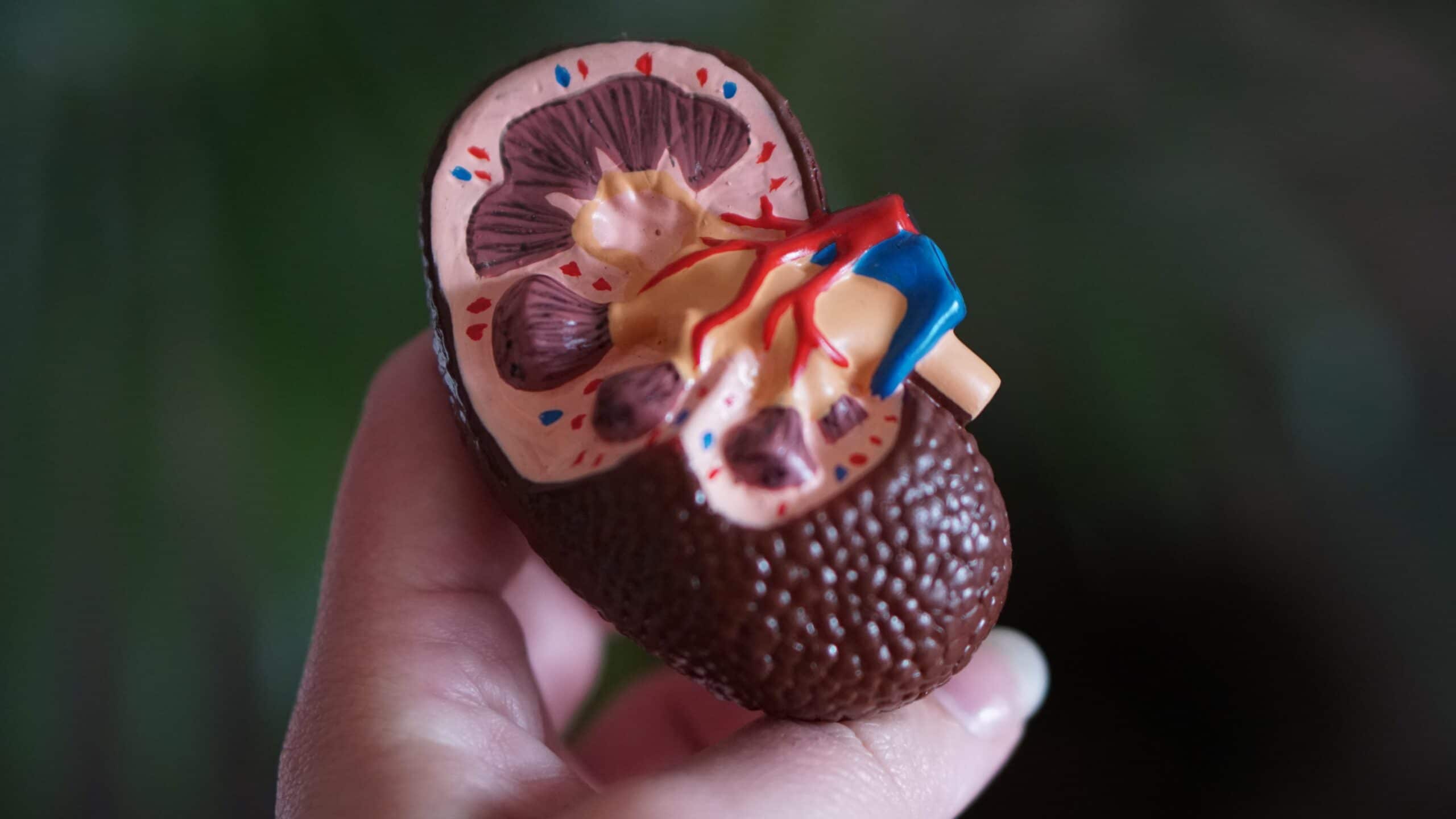 3 New Facts About Keto and Kidneys