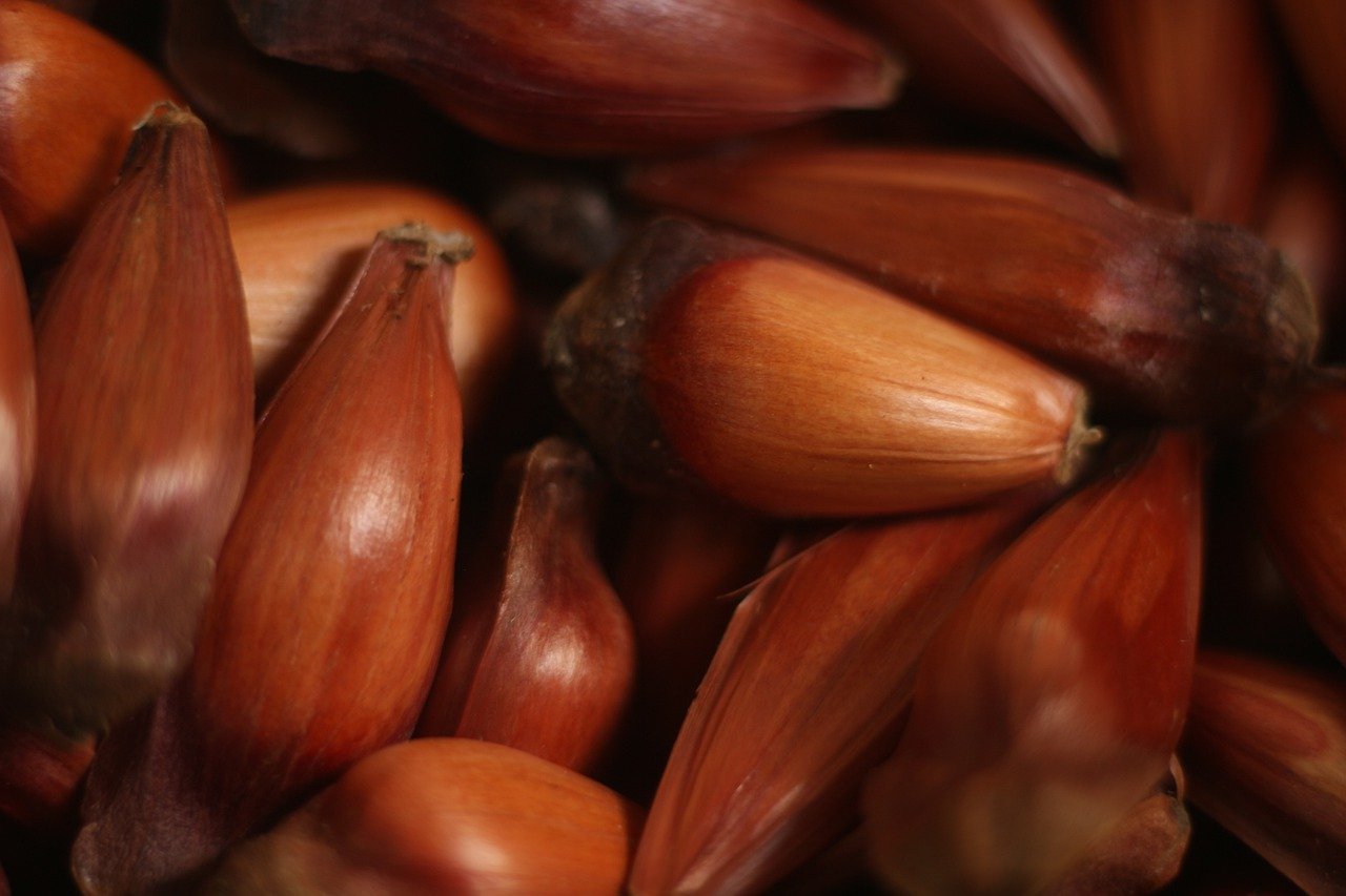 6 Brazilian Seed Diet Side Effects