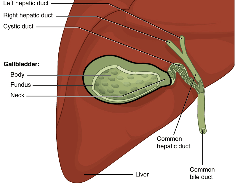Gallbladder Diet – Foods to Eat and Avoid