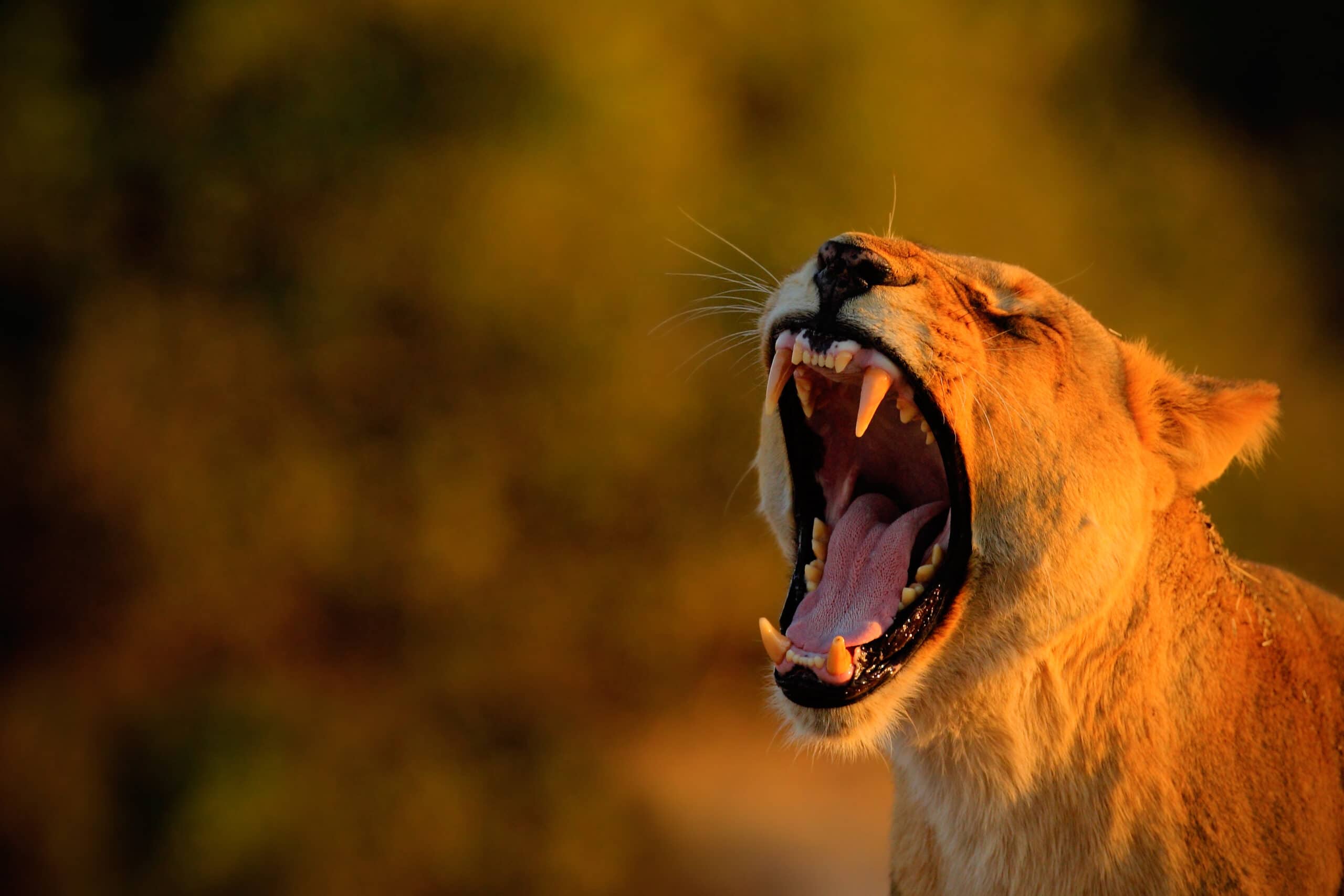 Keto Carnivore Diet – Lose Weight Like a Lion