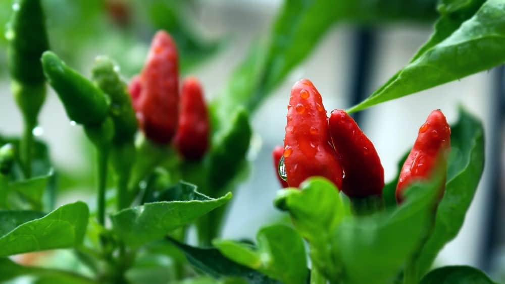 Cayenne Pepper Diet – Putting Capsaicin in Action