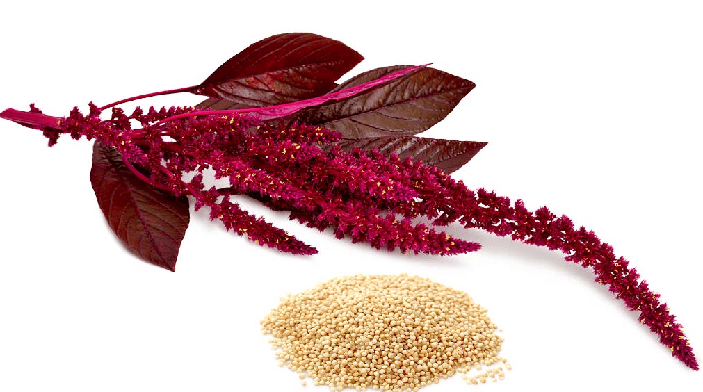 Iron Rich Foods for Vegetarians Iron Rich Foods for Vegetarians