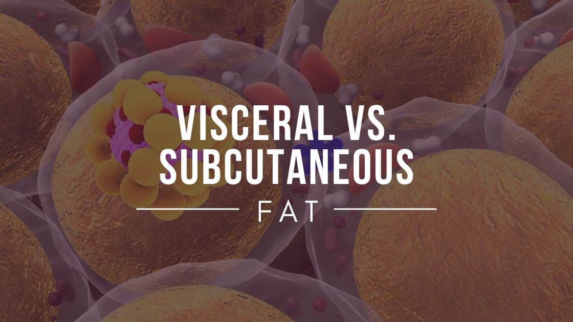 Visceral vs. Subcutaneous Fat